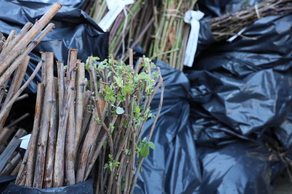 Muğla’da 52 bin 500 fidan dağıtıldı