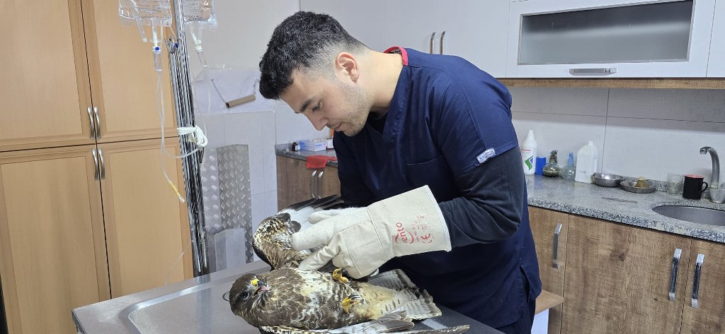 Seydikemer'de Şahin tedavi altına alındı