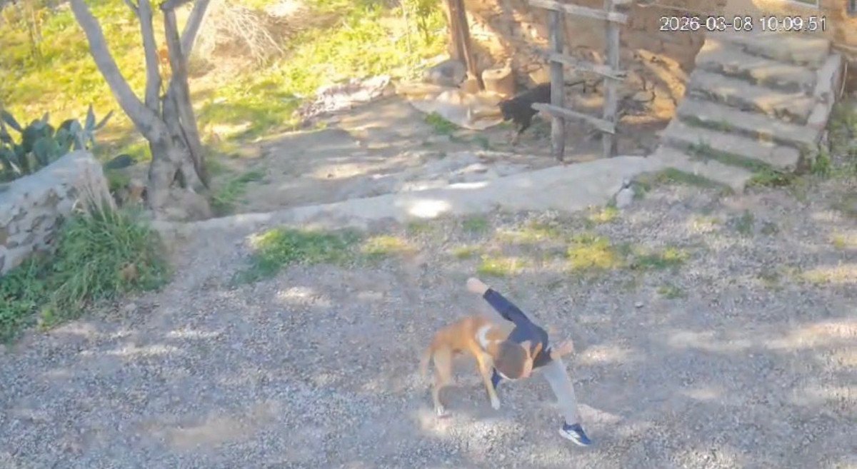 Sahipsiz köpek 7 yaşındaki çocuğu hastanelik etti