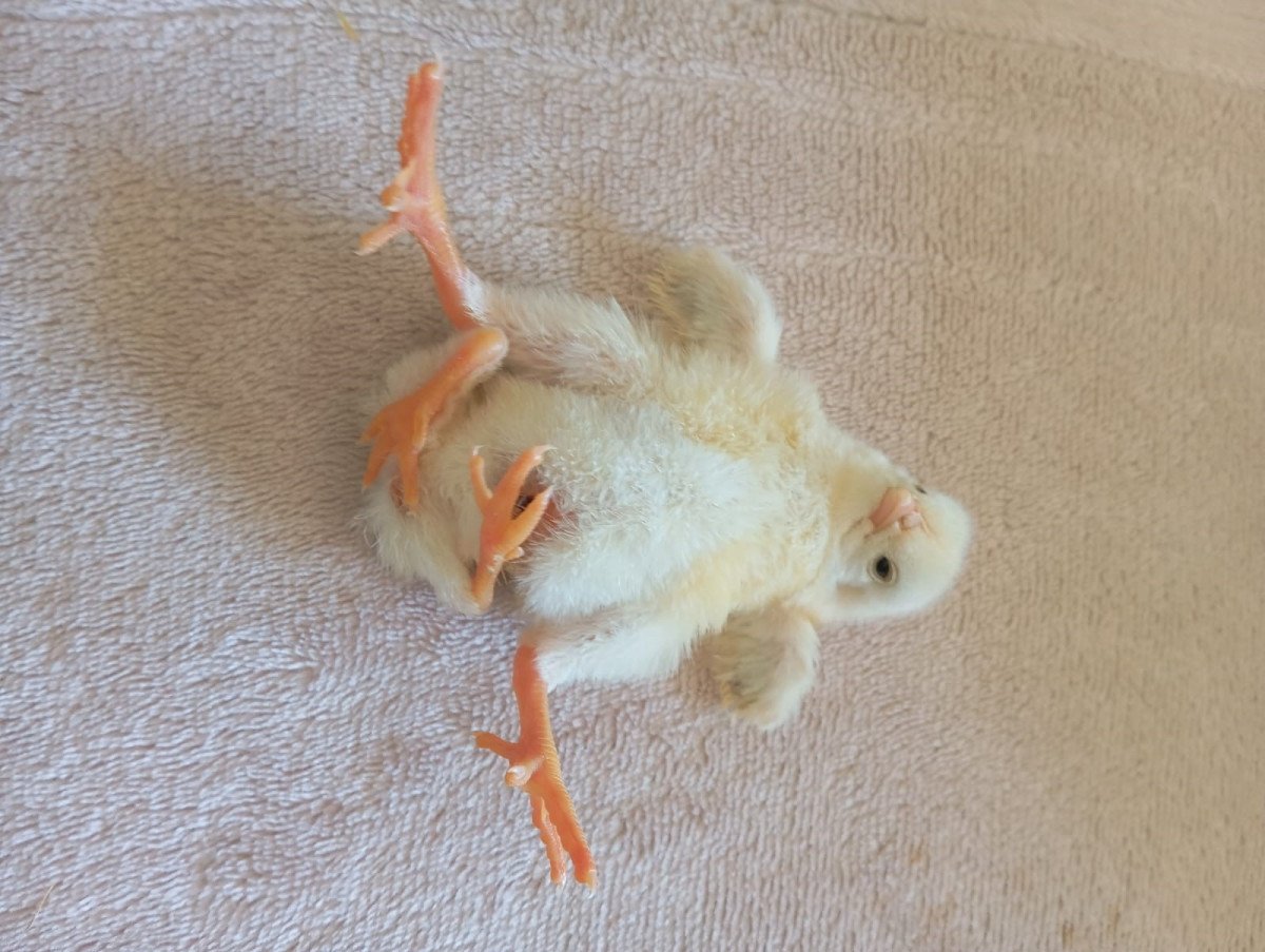 Dört ayaklı civciv ilgi odağı oldu