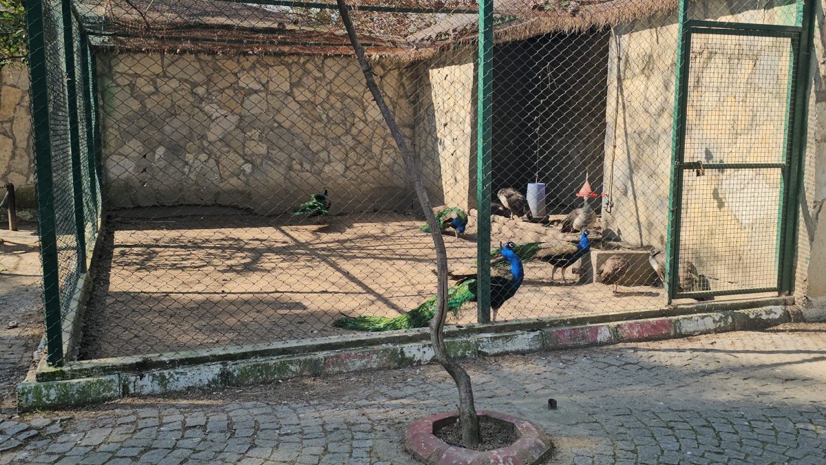 Çuval içinde otobüs yolculuğu hayvanat bahçesinde son buldu