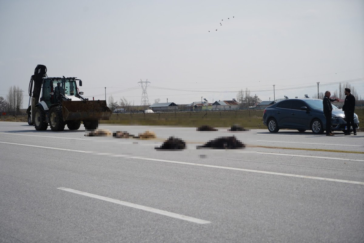 SUV tipi araç keçi sürüsüne çarptı: 10 hayvan telef oldu