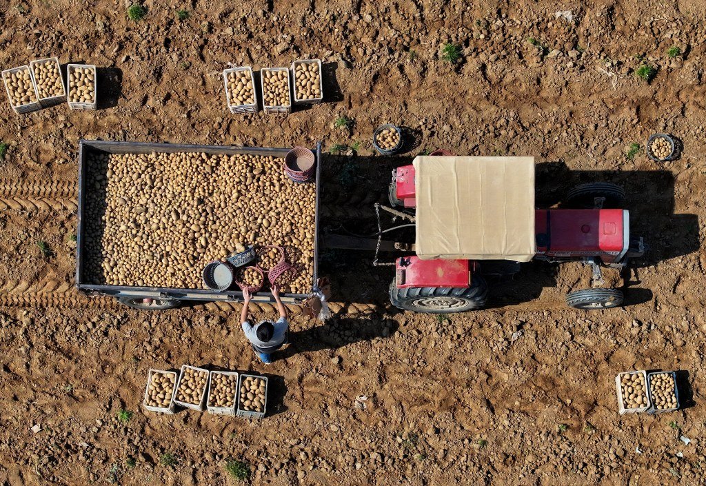 Patates deposu Ödemiş'te hasat ve ekim bir arada