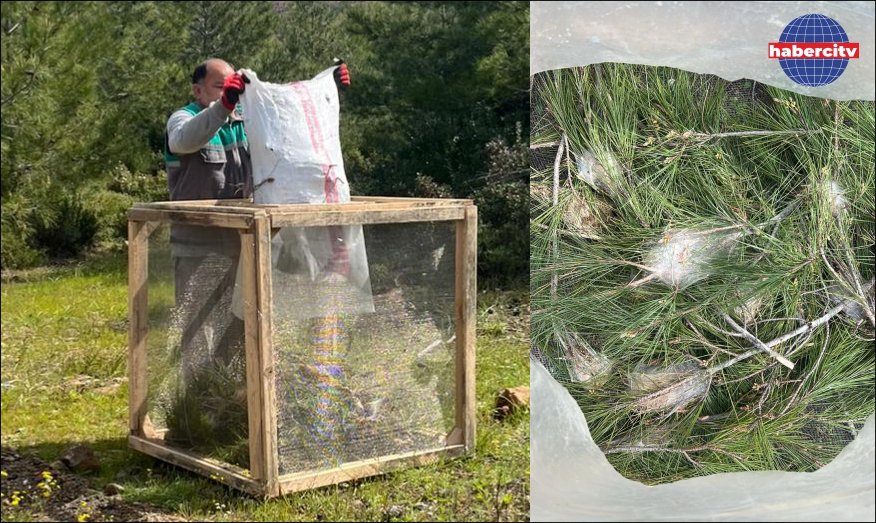 Marmaris'te çam kese böceğiyle kafes yöntemiyle mücadele ediliyor