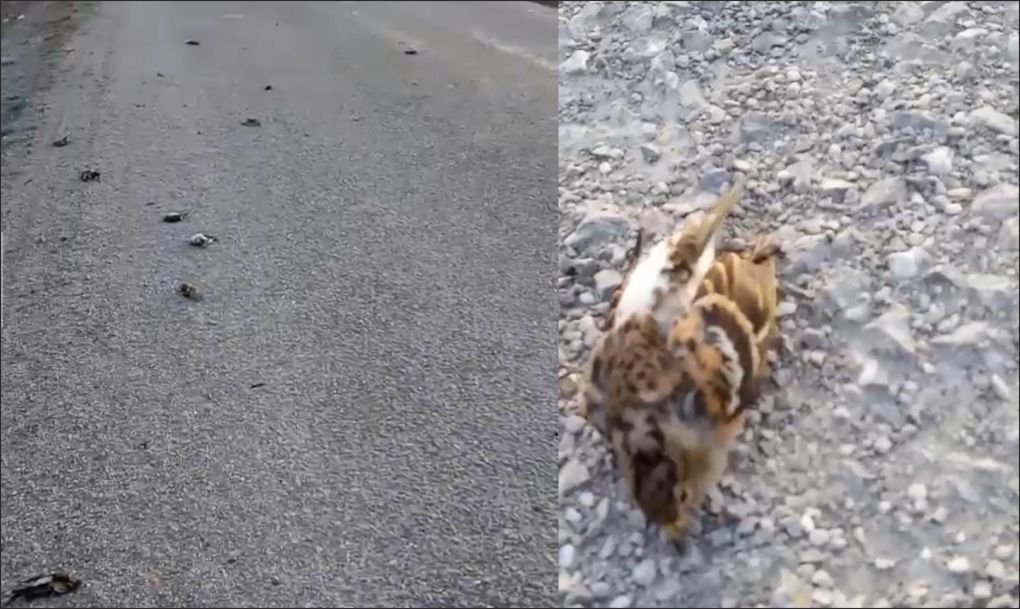 Onlarca kuş telef olmuş halde bulundu