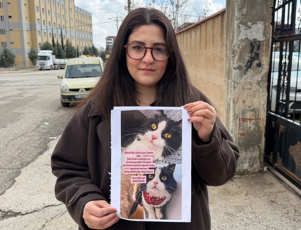  Kedilerini bulana çeyrek altın verecekler