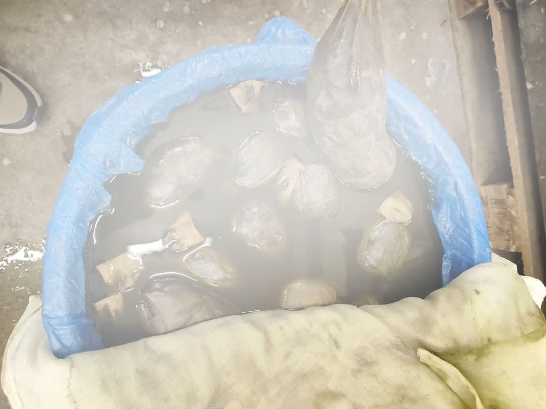 33 ton kaçak sülük ele geçirildi