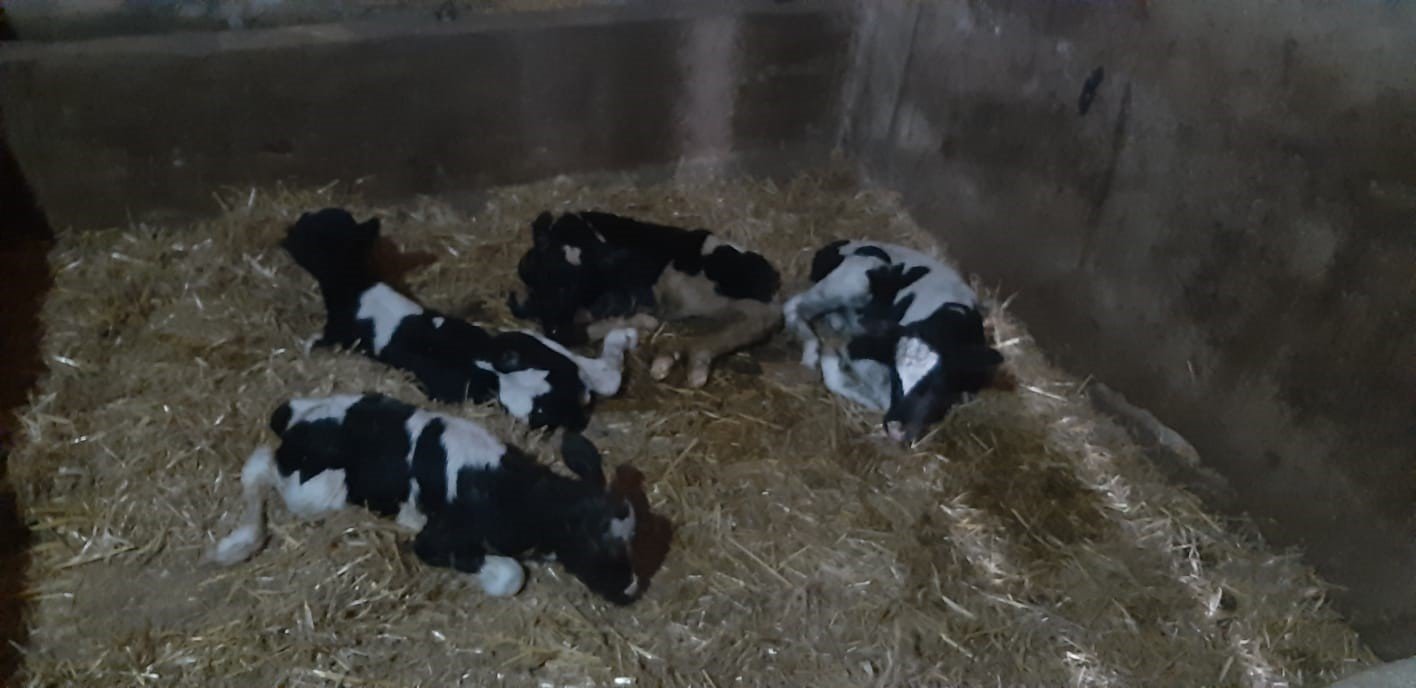 Nadir görülen olay: İnek 5 buzağı doğurdu