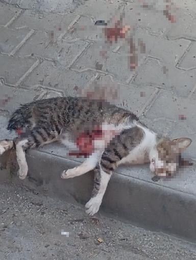  Kediyi pompalı tüfekle öldürdü serbest kaldı