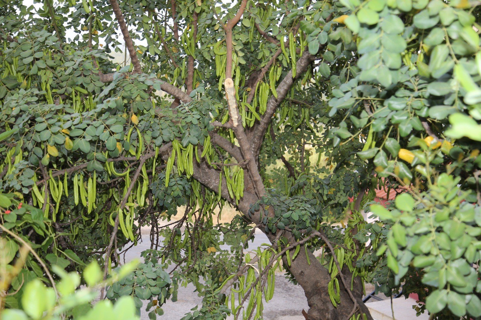 ALTSO keçiboynuzunun tescilini aldı, 3 bin fidan dağıttı