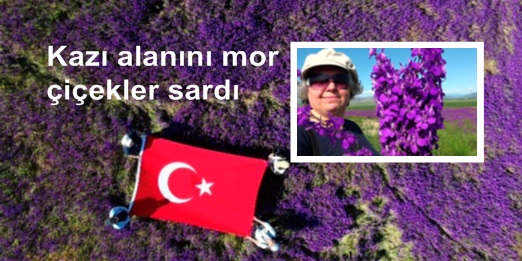  Oluz Höyük’te binlerce mor çiçek açtı