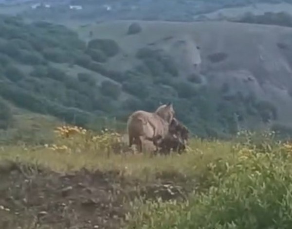 İlçe merkezine kadar inen kurt, keçiyi kaptığı gibi götürdü