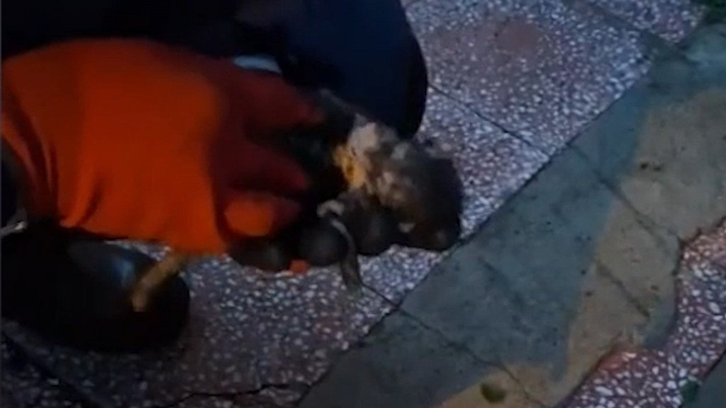 Anne kedinin getirdiği yavruya, itfaiyecinin hayat kurtarma mücadelesi kamerada