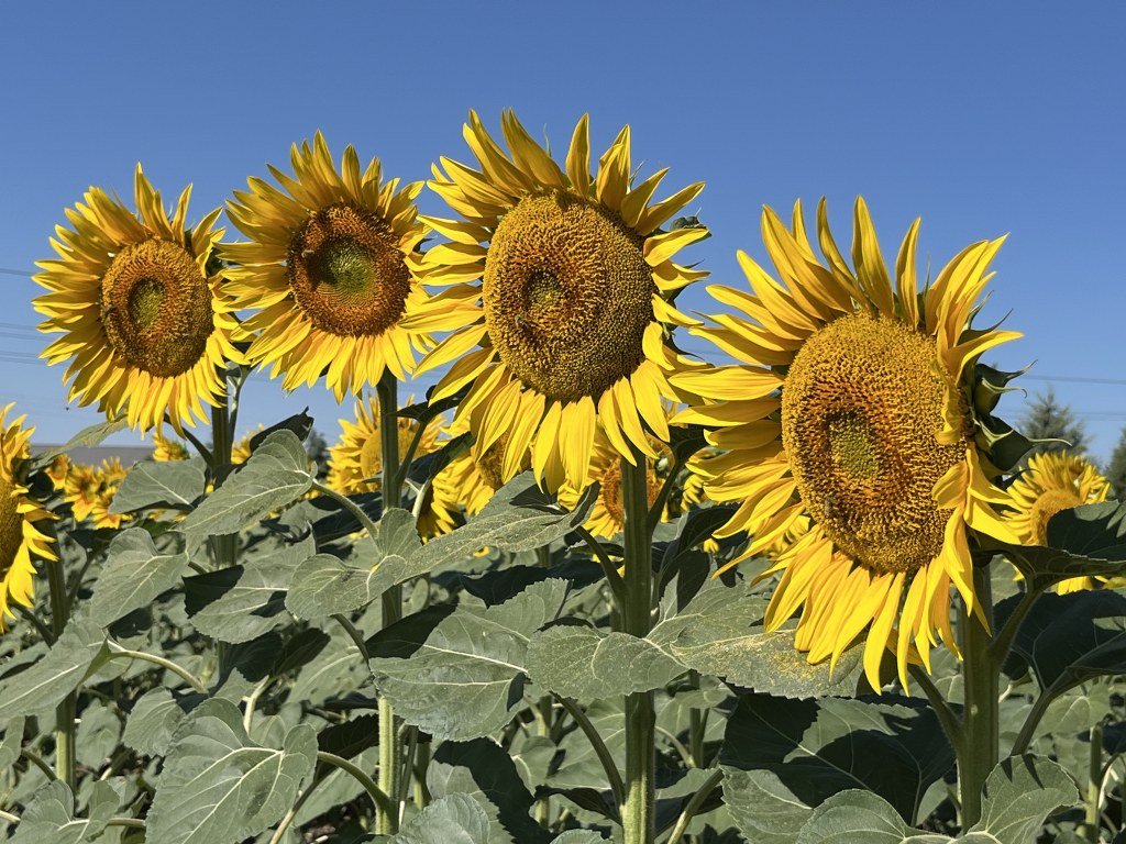 Görsel şölen: Ayçiçeği tarlaları sarıya boyandı