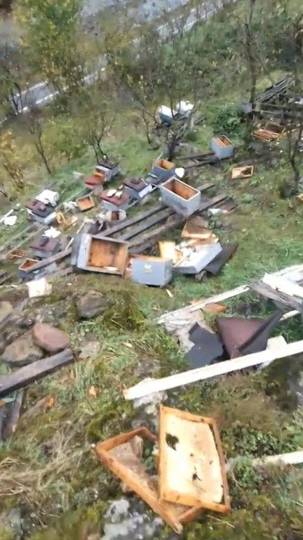 Ayılar bu hale getirdi