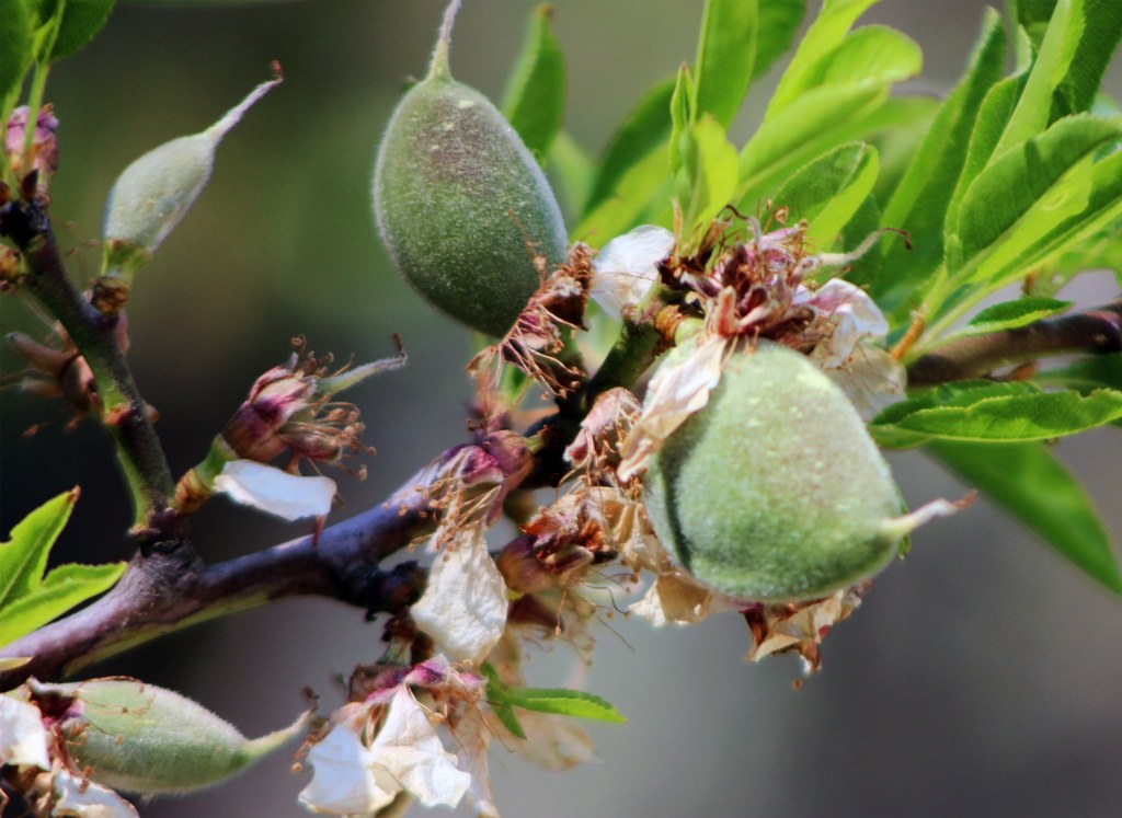 Üreticide 700, tüketiciye 2 bin 500 lira