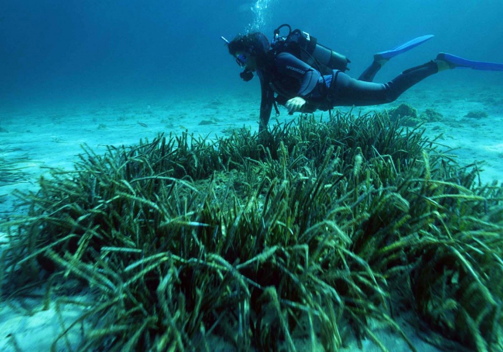 Deniz canlıları tehlike altında