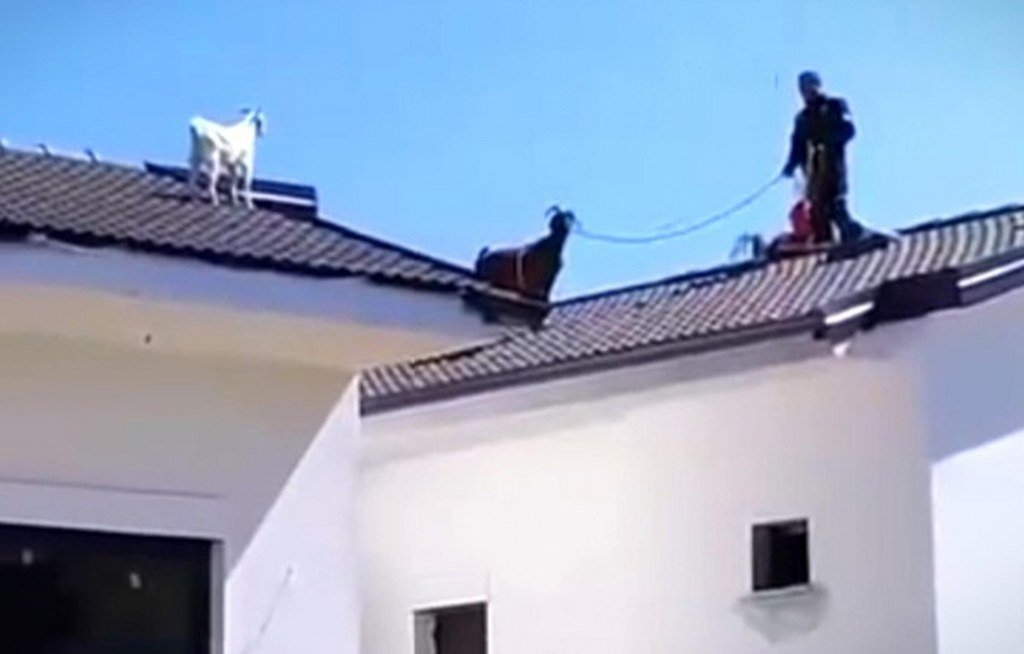 Çatıda mahsur kalan keçi, annesinin yardımıyla kurtarıldı