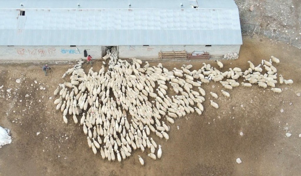 Koyun ve kuzuların coşkulu buluşması havadan görüntülendi