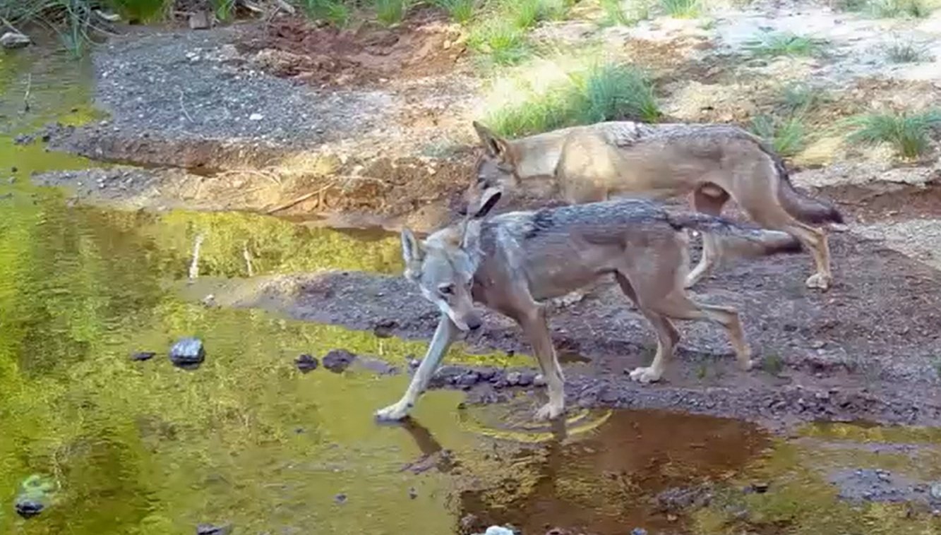 Muğla’da kurt sürüsü fotokapana takıldı