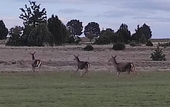 Salda Gölü çevresine bırakılan kızıl geyikler beslenirken görüntülendi