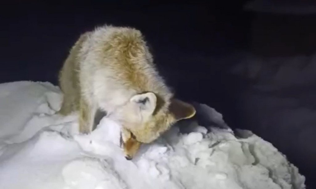 Sibirya soğukları: Tilki ayakta dondu