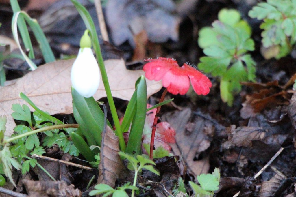 Prof. Dr. Cengiz Yıldırım: 