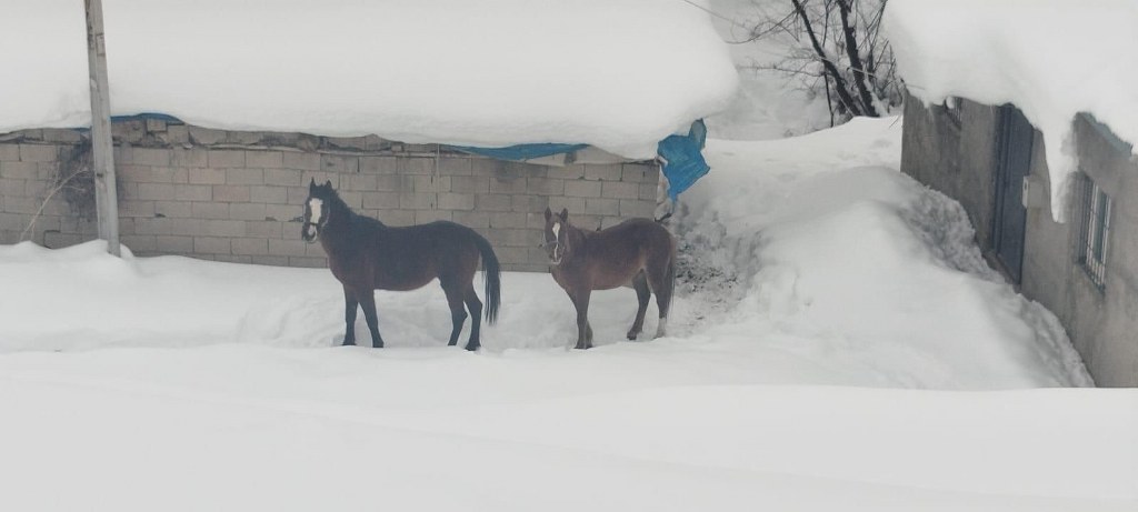 Türkiye-İran sınırında terk edilen 2 at kurtarıldı