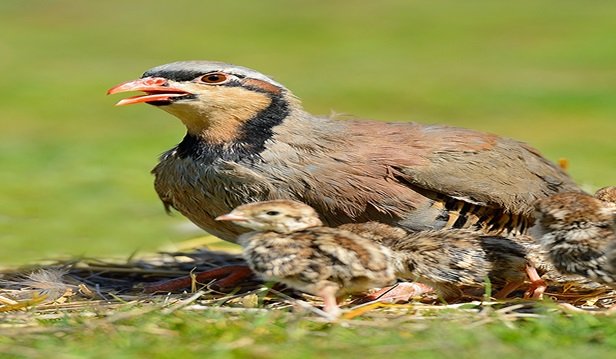 Muğla’da 2024-2025 av dönemi av sezonu sona erdi