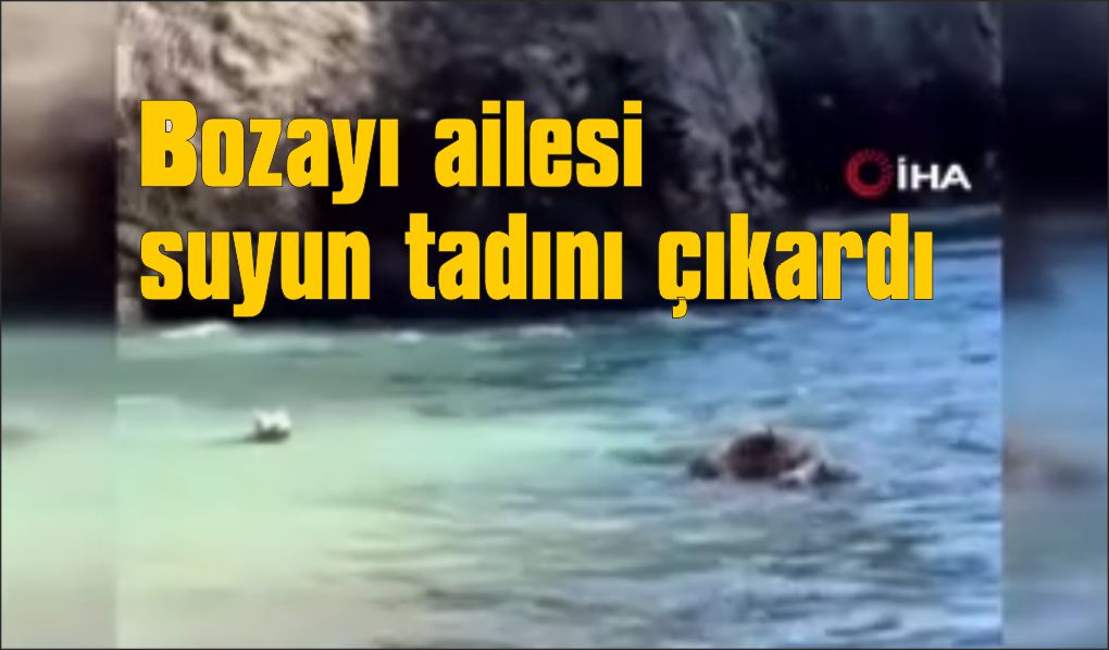 Bozayı ailesi sıcak havalarda suyun tadını çıkardı