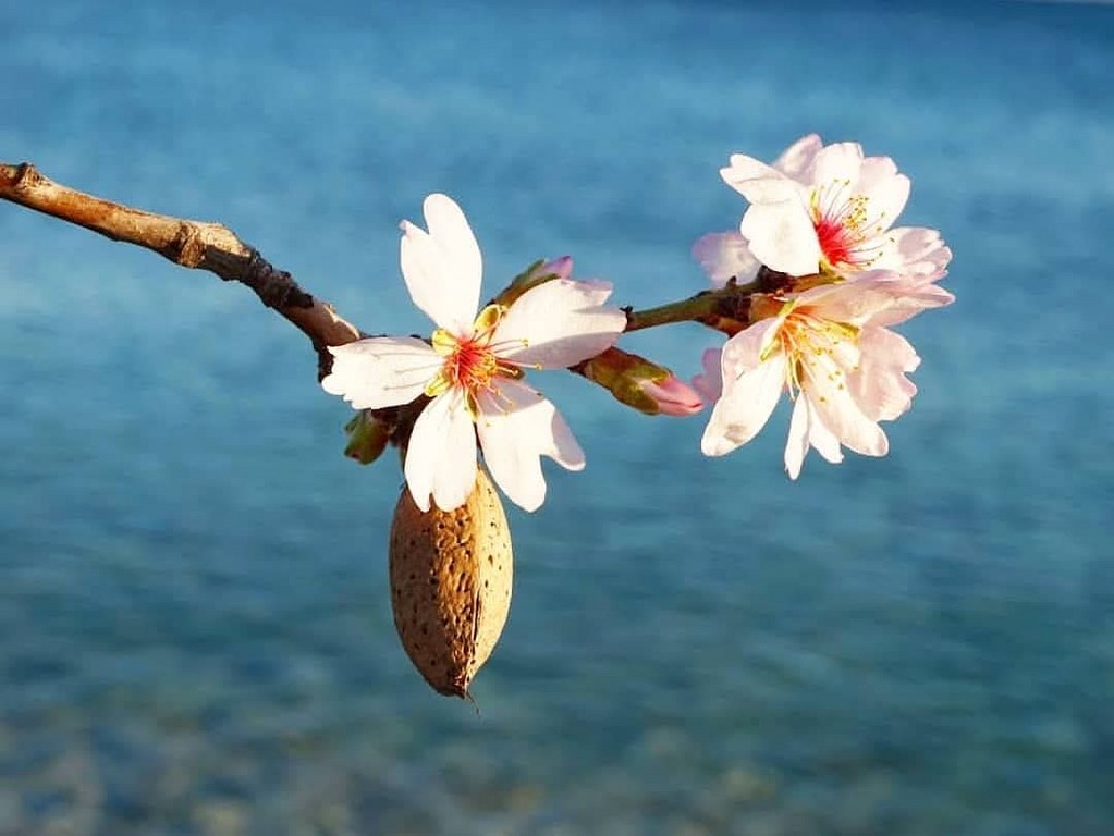 Datça'da bademler çiçek açtı