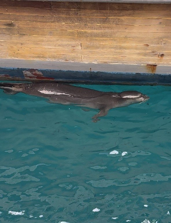 Bodrum’da iskelede fok sürprizi