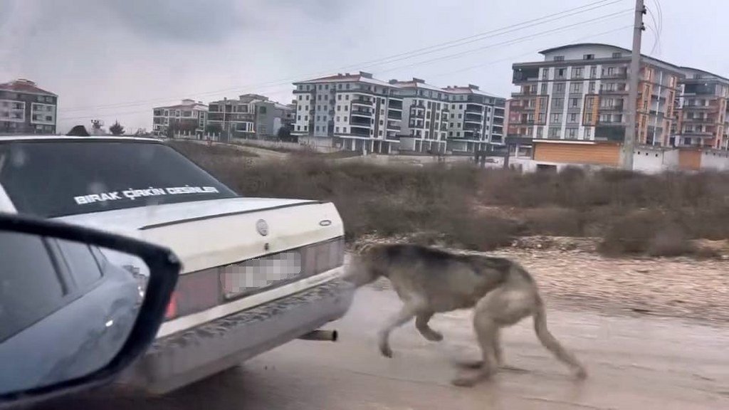 Köpeği aracın arkasına bağlayarak seyretti