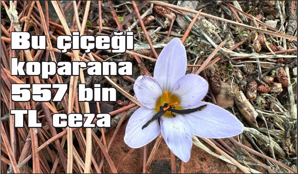 Bu çiçeği koparana 557 bin TL ceza