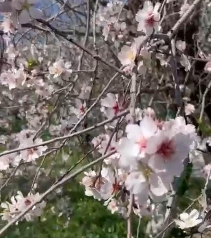 Datça’da badem ağaçları kış ortasında çiçek açtı