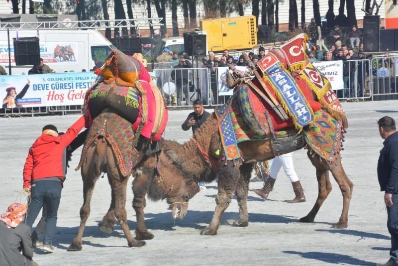 Muğla’da geleneksel deve güreşlerine şap engeli