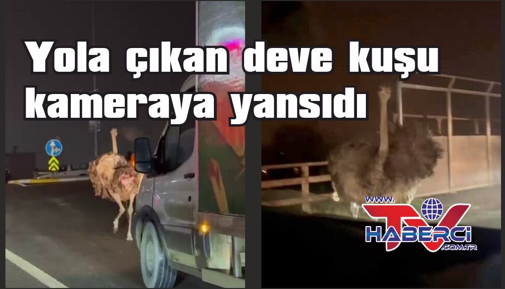Deve kuşu, trafiği alt üst etti