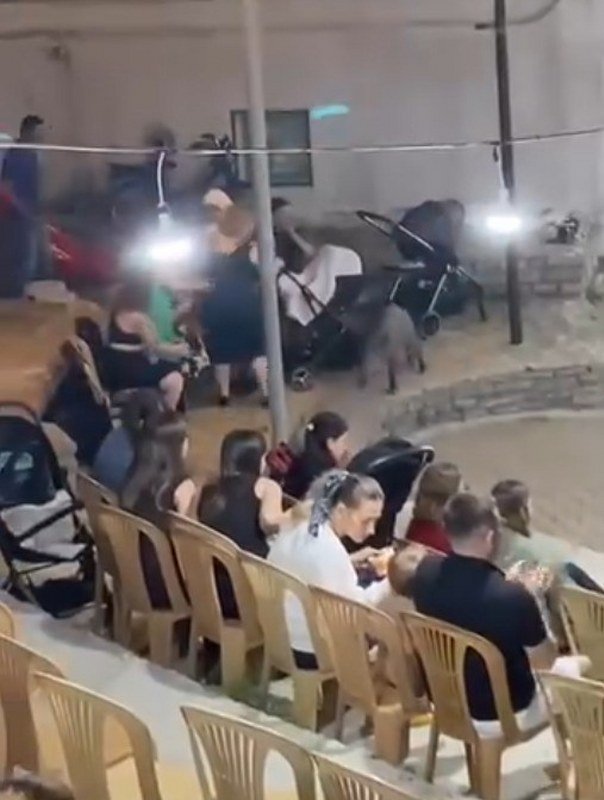 Düğün eğlencesine domuz'da katıldı