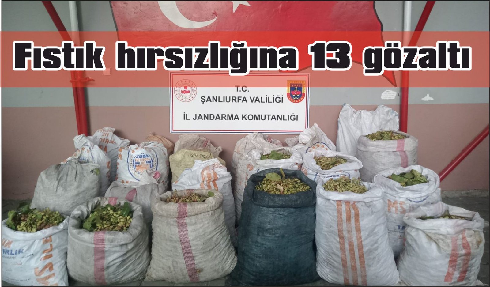 Fıstık hırsızlığına 13 gözaltı