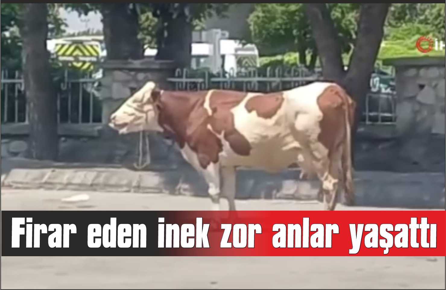 Mezbahadan kaçan inek ortalığı birbirine kattı