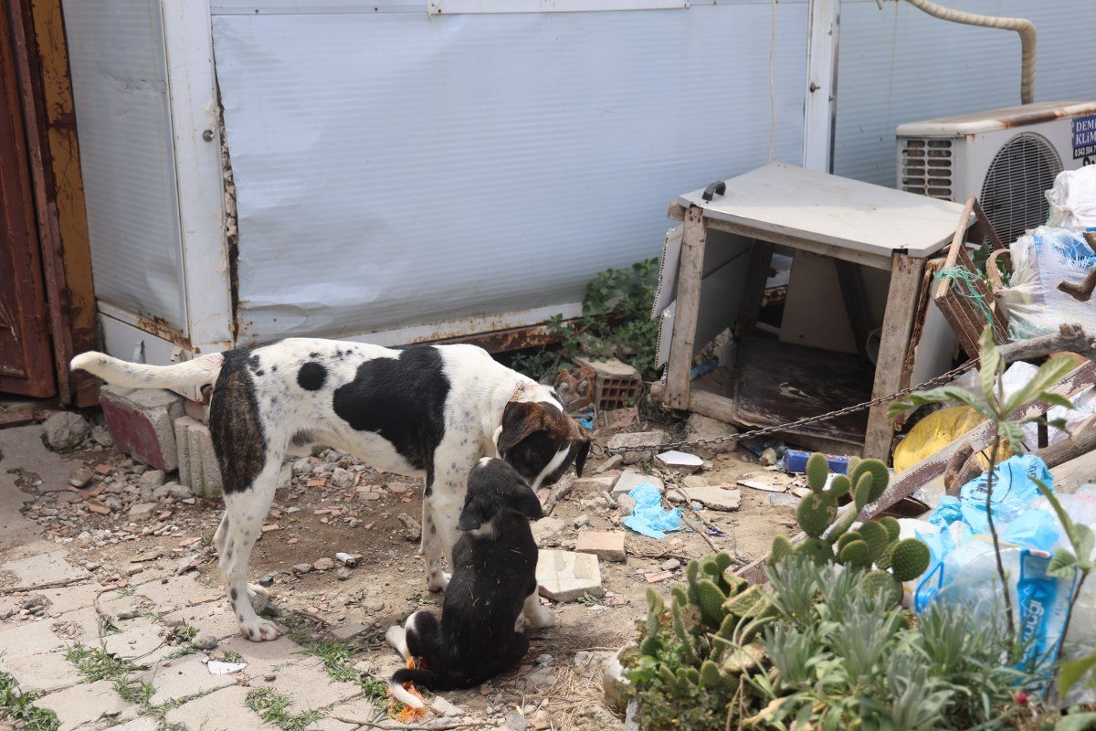 4 mahallede kuduz karantinası