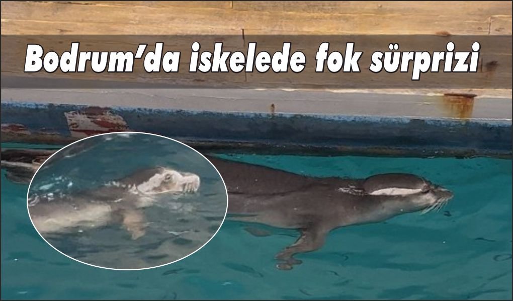 Bodrum’da iskelede fok sürprizi