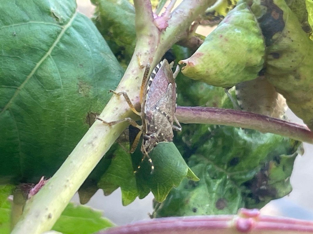 Yüzlerce çiftçinin kabusu oldu