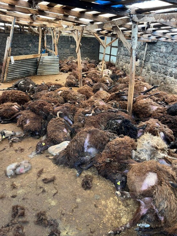Aç kurtlar 130 koyunu telef etti