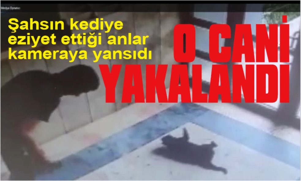 Kediye eziyet eden şahıs yakalandı