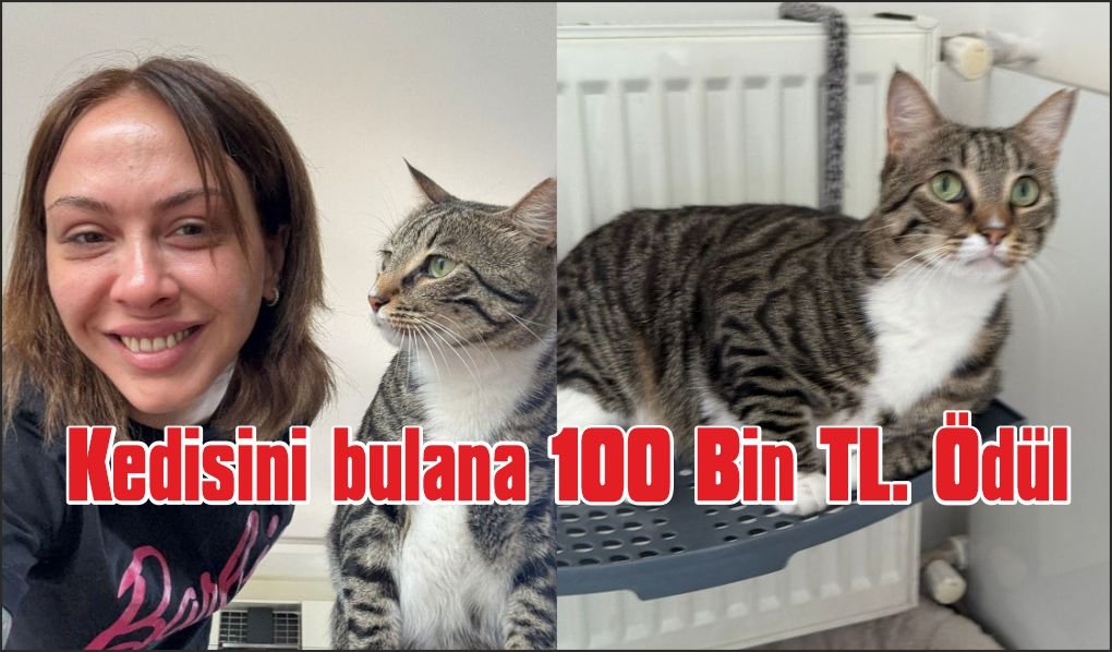Kayıp kedisini bulana 100 bin lira ödül verecek