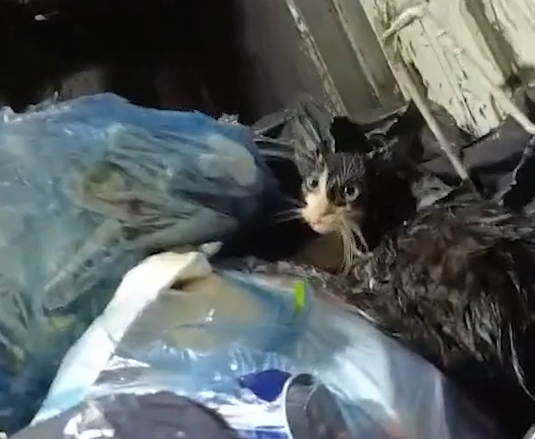 Poşetle çöpe atılan kediyi belediye personeli kurtardı