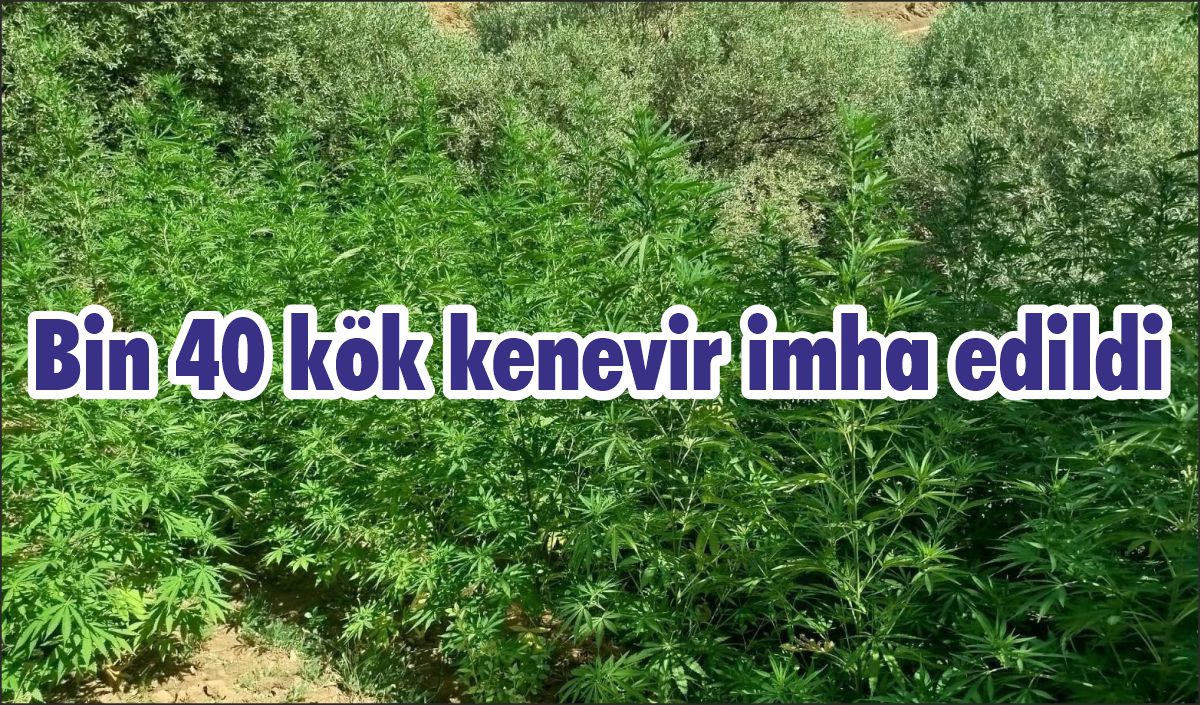 Bin 40 kök kenevir imha edildi