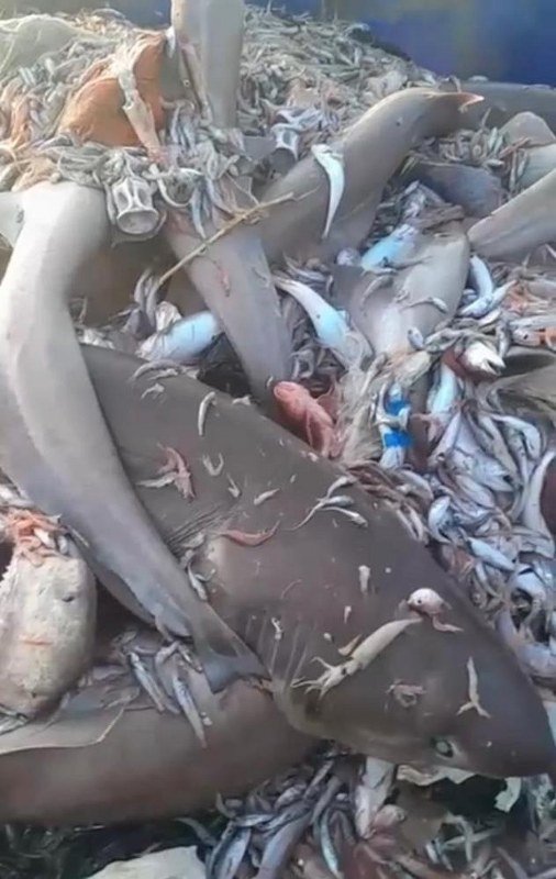 Bu kez 8 köpekbalığı ağlara takıldı