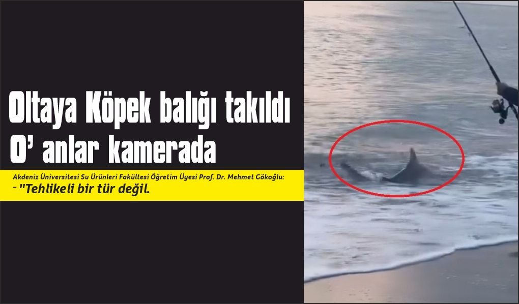 Amatör kıyı balıkçısının oltasına köpek balığı takıldı